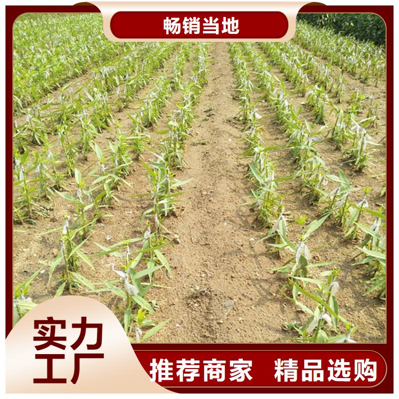 桃桃樹苗豐富的行業經驗