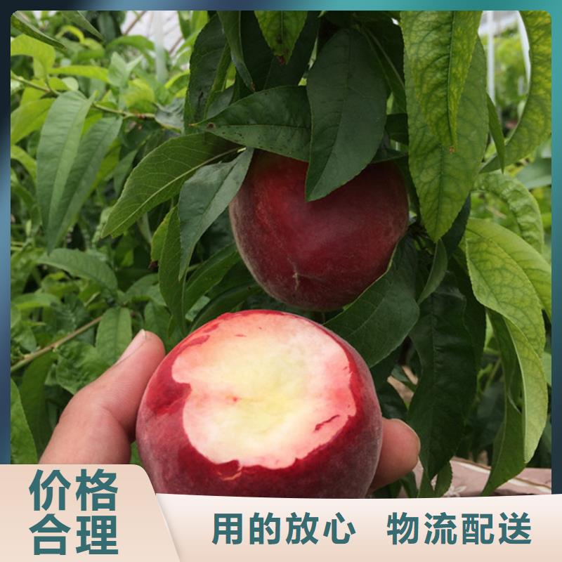 桃_西瓜苗實力公司