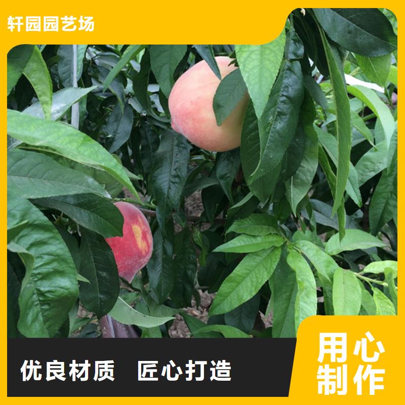 桃_西瓜苗實(shí)力公司
