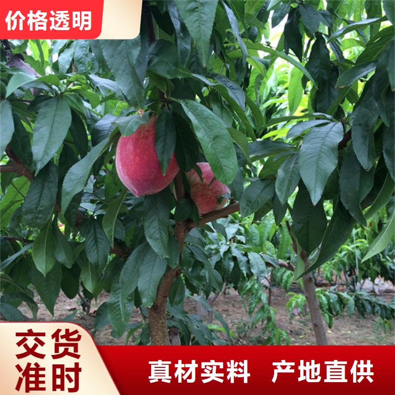 【桃】櫻桃苗現貨交易