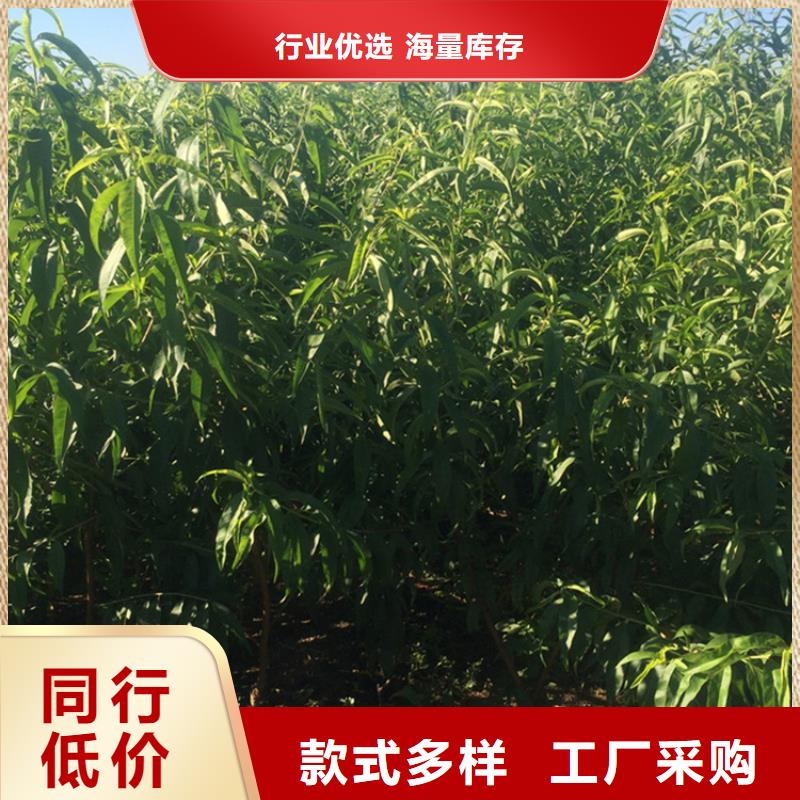 桃_【桃树苗】优质材料厂家直销