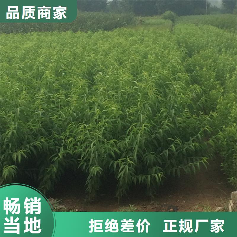 【桃】櫻桃苗現貨交易
