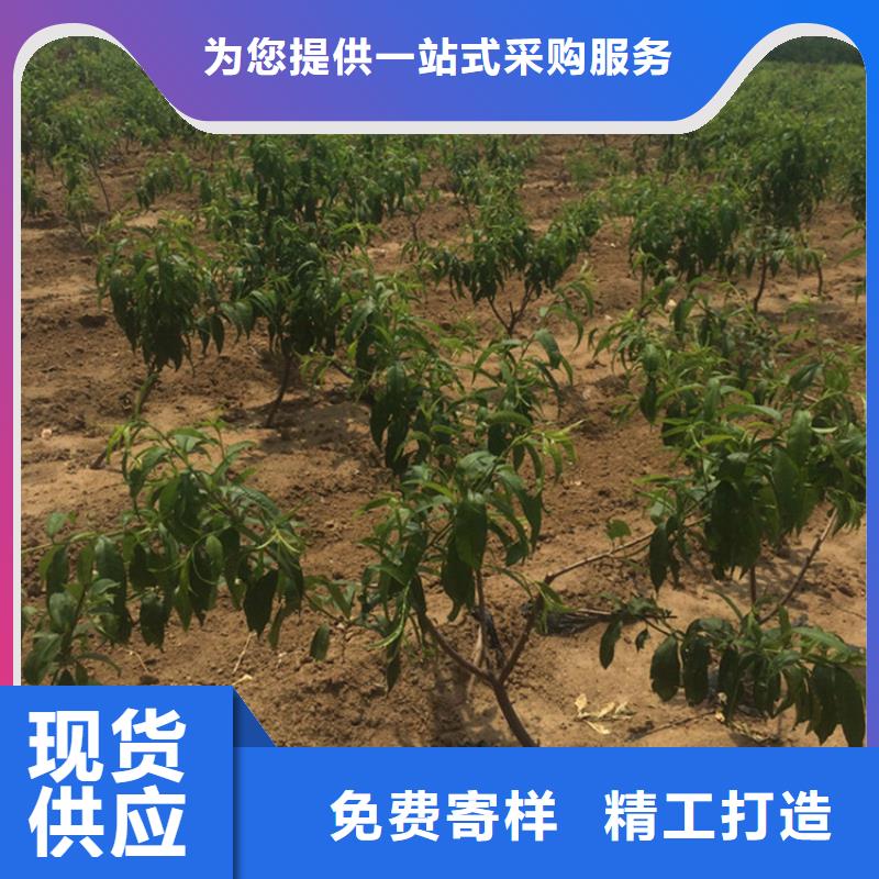 桃_西瓜苗實力公司
