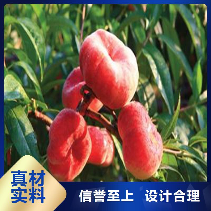 桃桃樹苗豐富的行業經驗