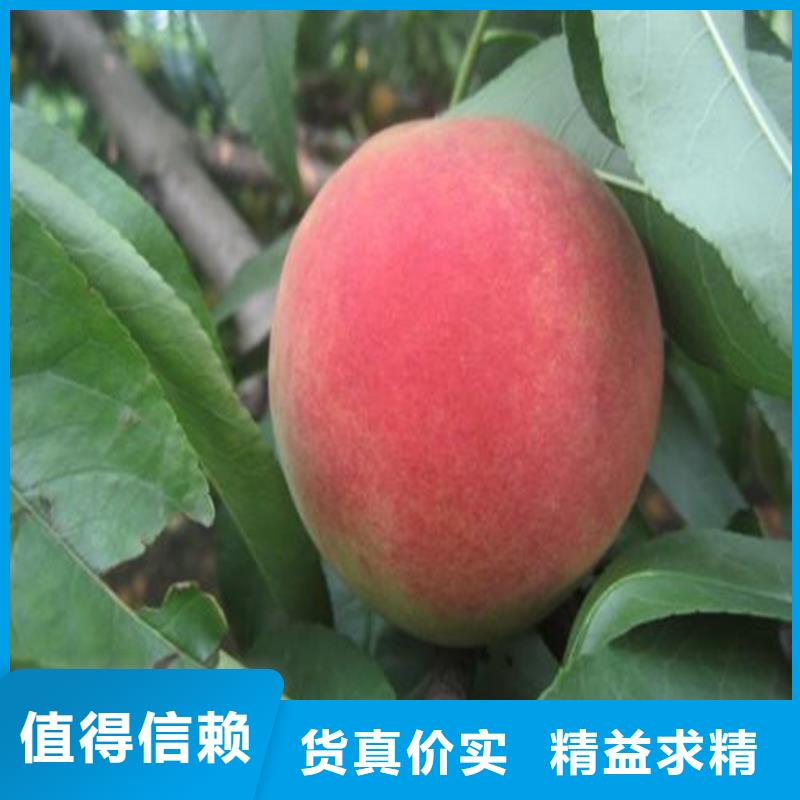 【桃葡萄苗大庫存無缺貨危機】