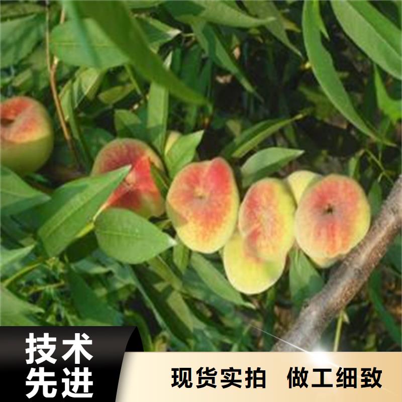 桃黄瓜苗源头实体厂商
