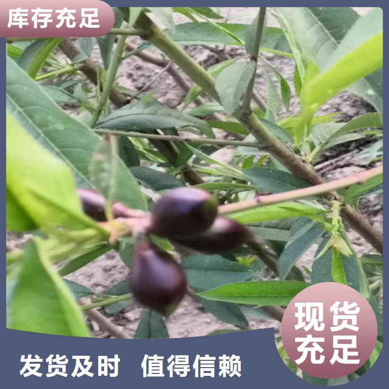 桃,猕猴桃苗多种场景适用