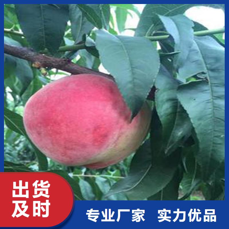 桃櫻桃苗支持拿樣