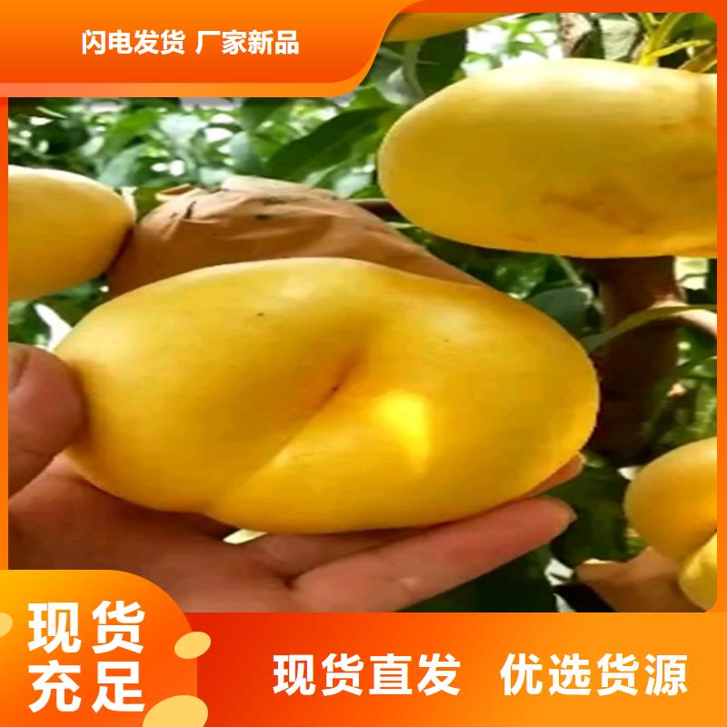 【桃】蘋果苗經(jīng)久耐用