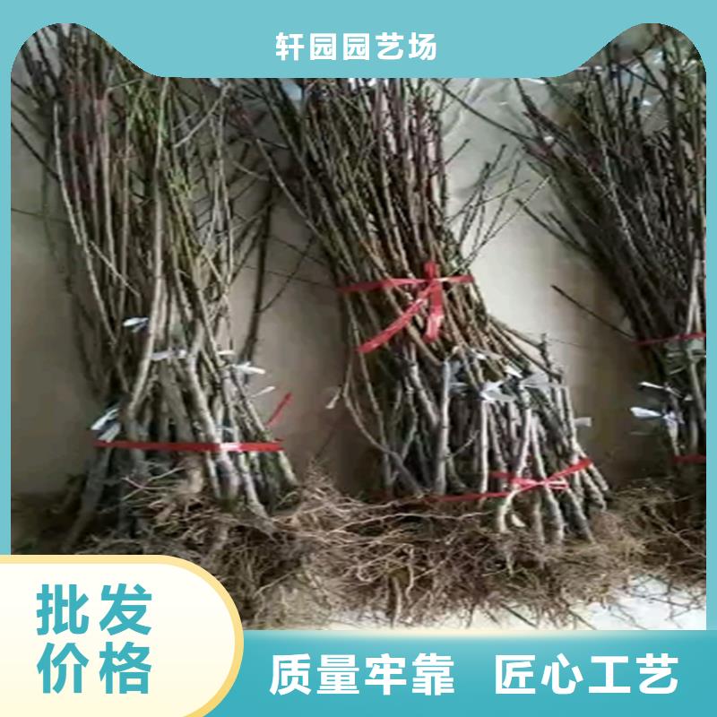 桃_西瓜苗實力公司