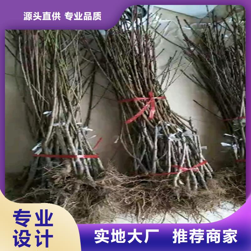 【桃】蘋果苗經(jīng)久耐用