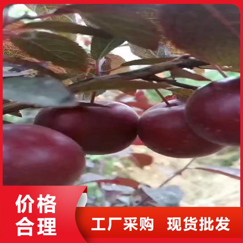 李子藍莓苗廠家直銷售后完善