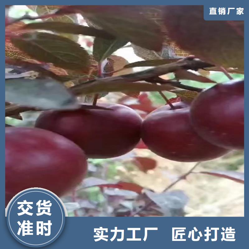李子梨樹苗以質量求生存