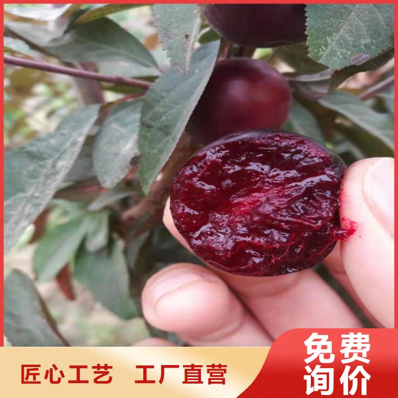 【李子,西瓜苗專業廠家】