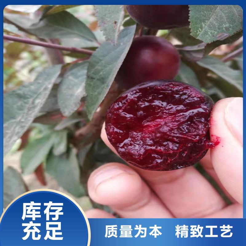 李子石榴樹多種規格可選