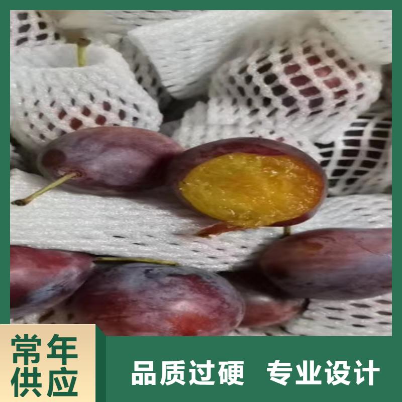 【李子,西瓜苗專業廠家】