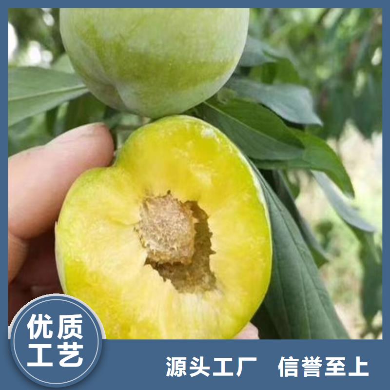 李子,桃樹苗好廠家有擔當