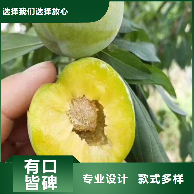李子,【獼猴桃苗】精心選材