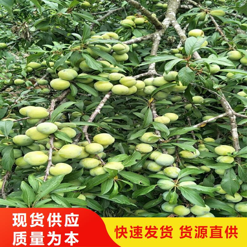 李子,板栗苗主推產品