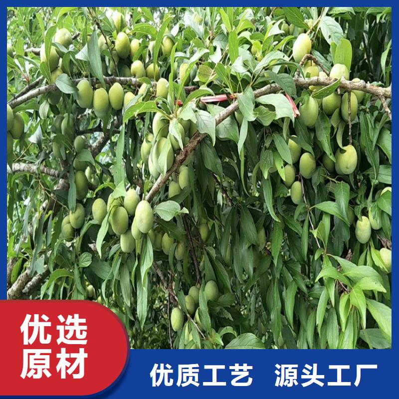 李子,【獼猴桃苗】精心選材