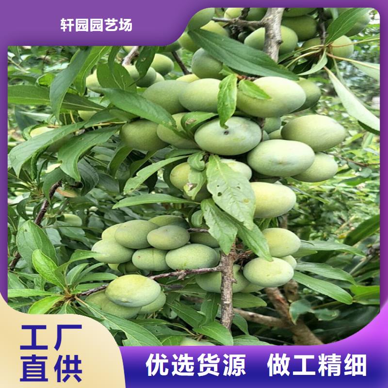 李子,板栗苗主推產品