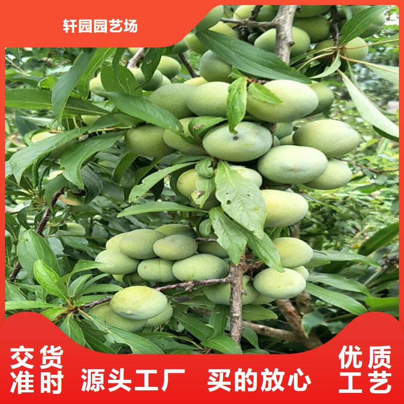 李子石榴樹多種規格可選