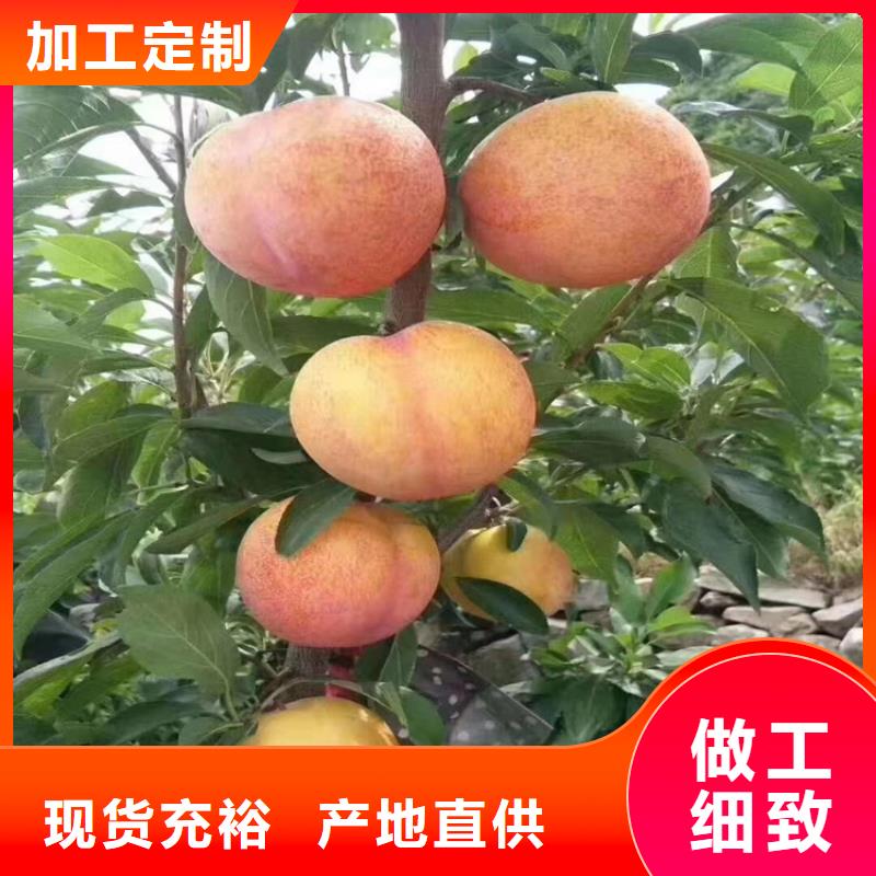 李子,桃樹苗好廠家有擔當