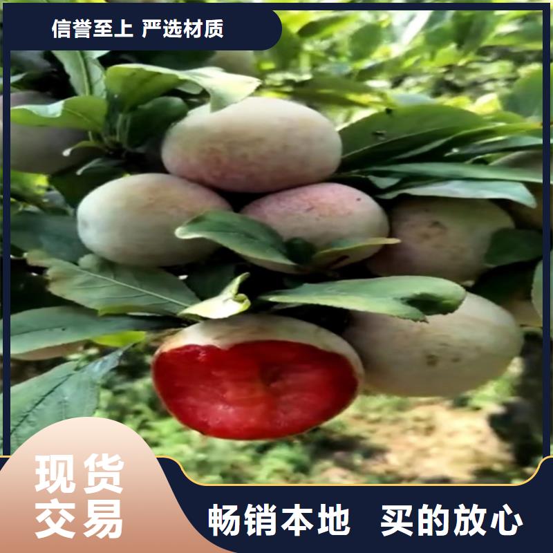 李子石榴樹多種規格可選