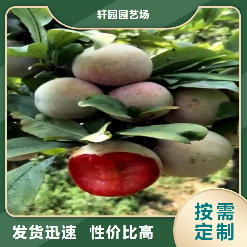 李子桃树苗品质保障售后无忧
