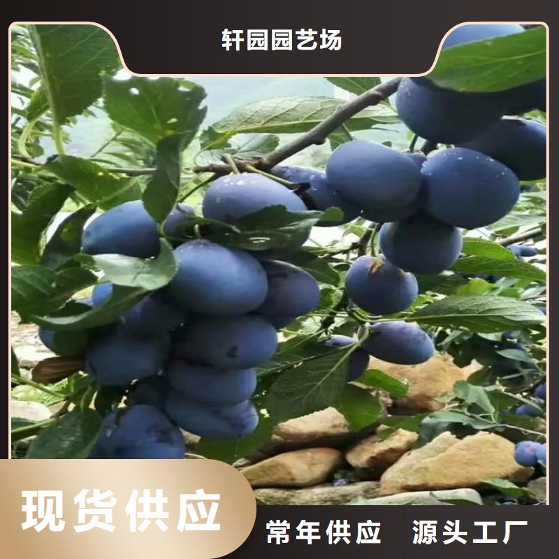 李子藍莓苗廠家直銷售后完善