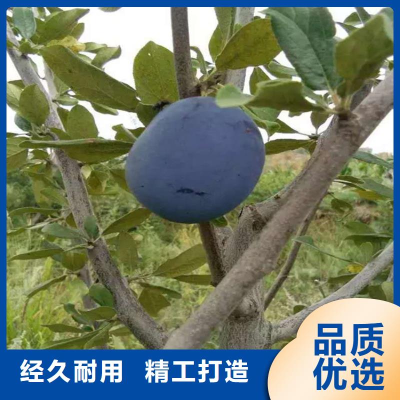 李子,桃樹苗好廠家有擔當
