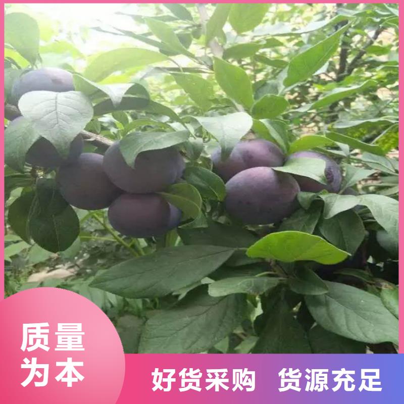 李子梨樹苗以質量求生存