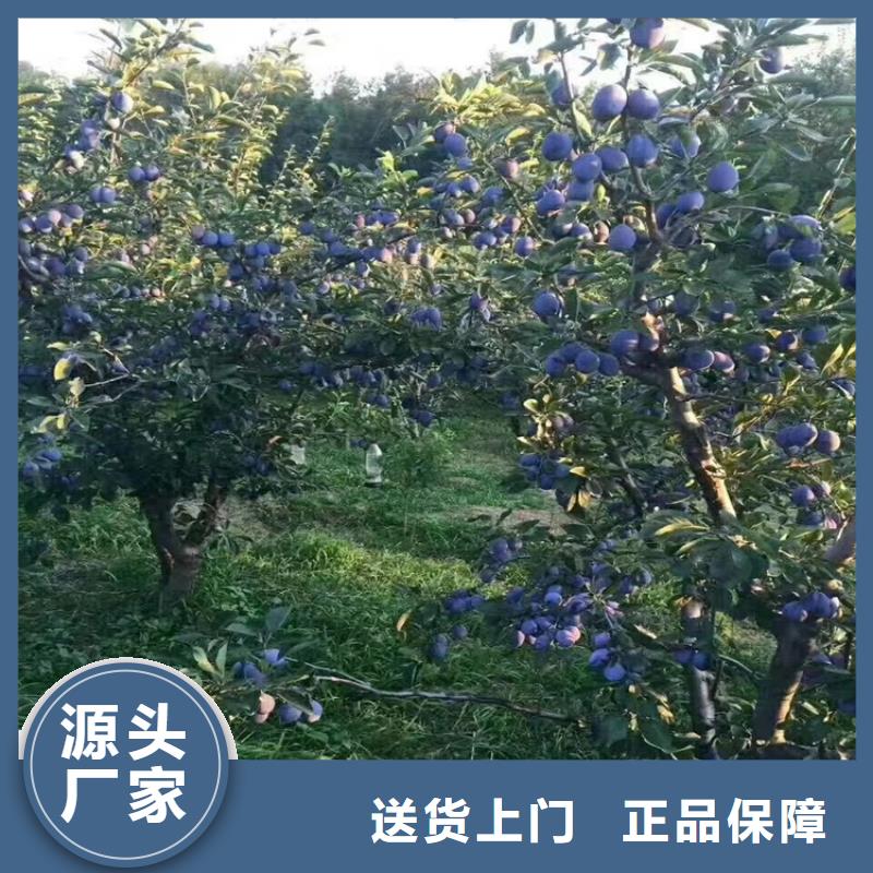 李子,桃樹苗好廠家有擔當