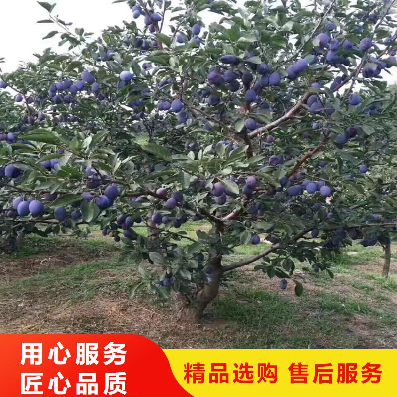 李子,桃樹苗好廠家有擔當