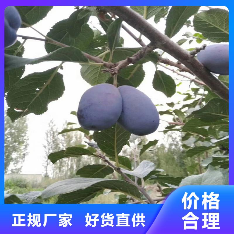 李子板栗苗資質認證
