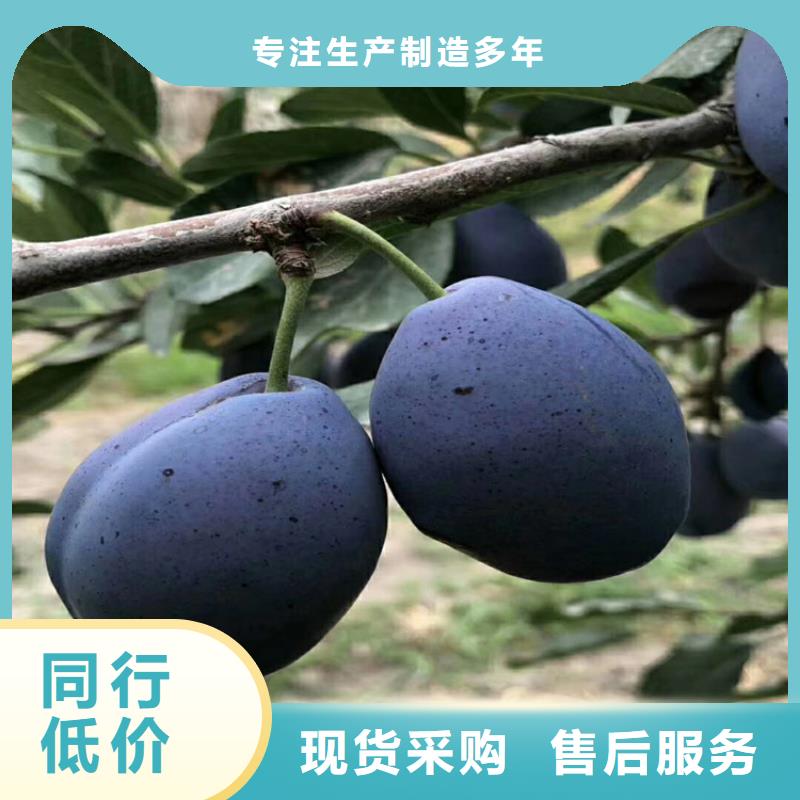 李子,桃樹苗好廠家有擔當