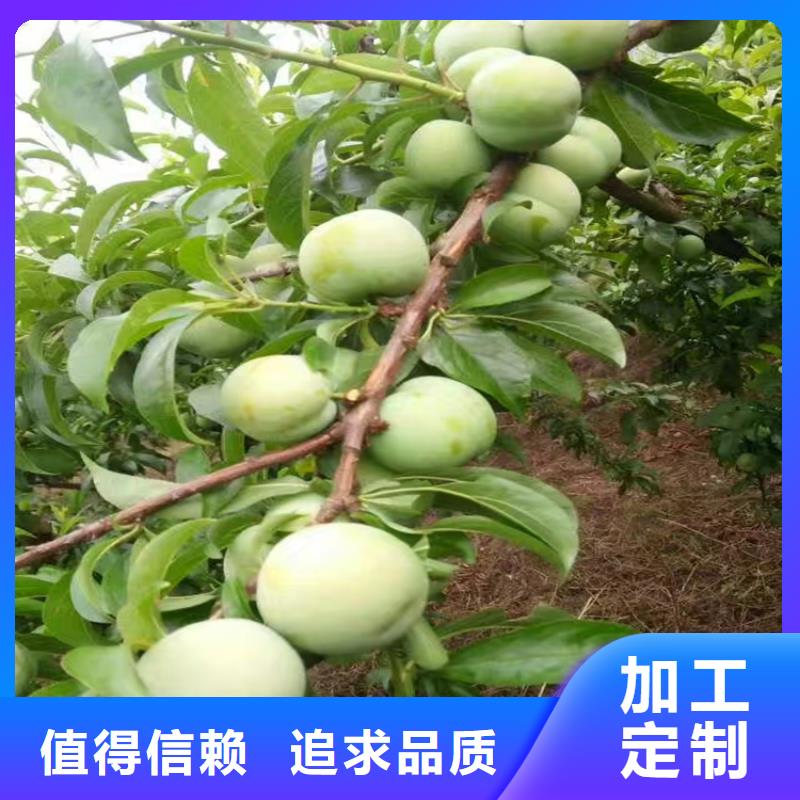 李子杏樹(shù)苗產(chǎn)品優(yōu)良