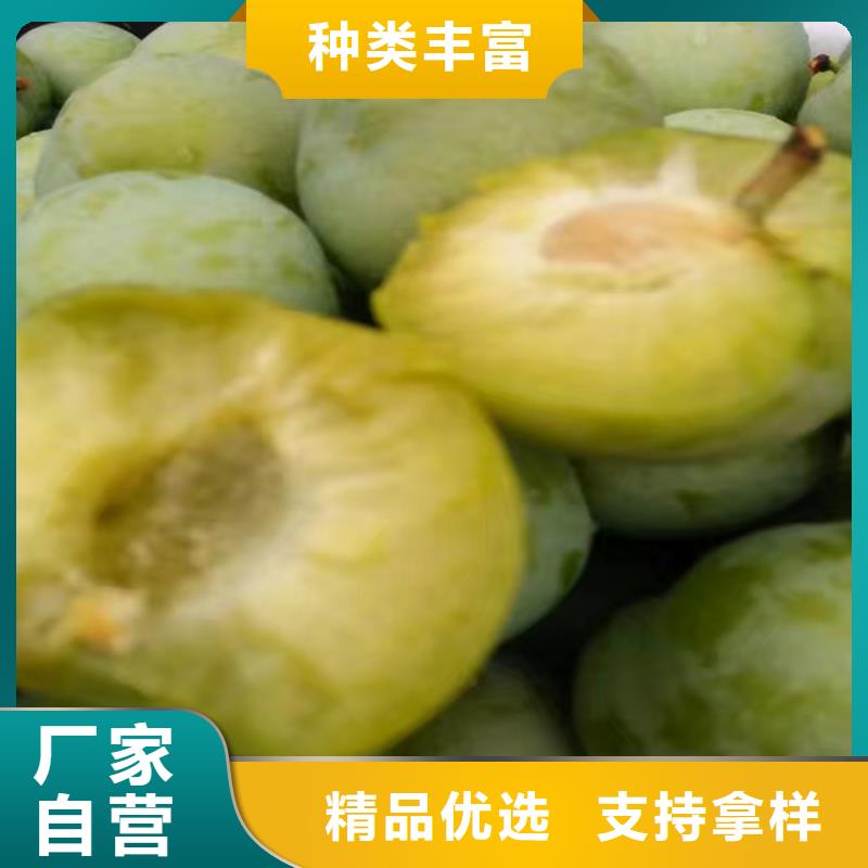 李子蘋果苗價格地道