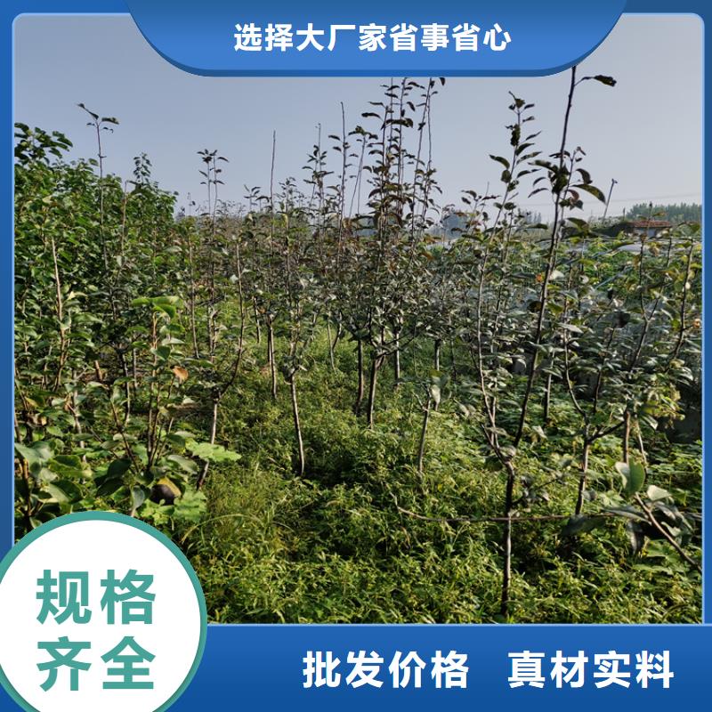 李子,桃樹苗好廠家有擔當