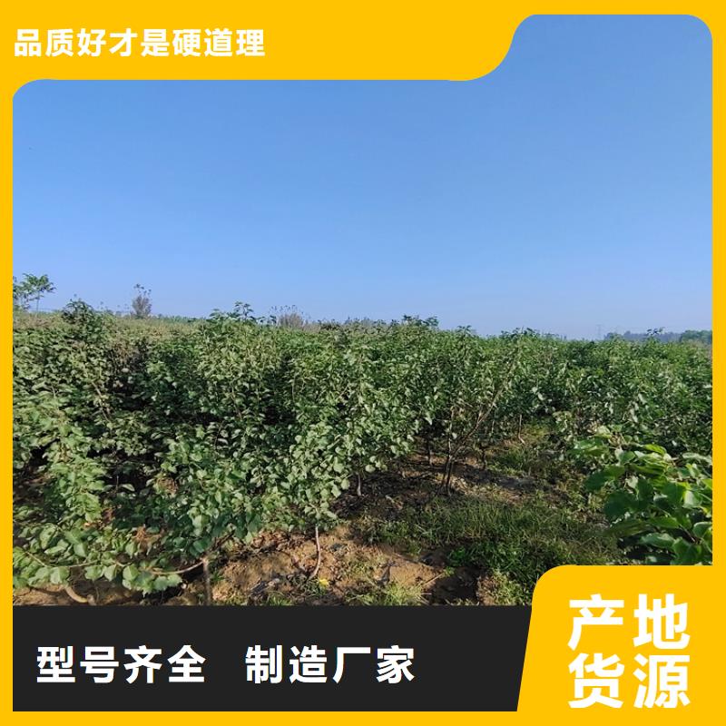 李子,桃樹苗好廠家有擔當