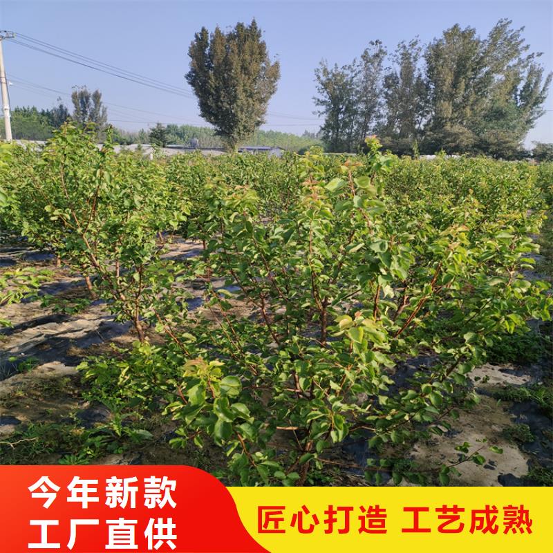 李子李子苗贴心服务