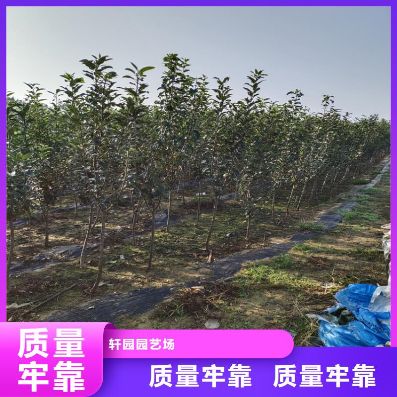 李子,板栗苗主推產品