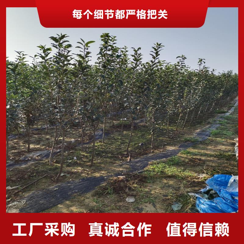 李子蘋果苗價格地道
