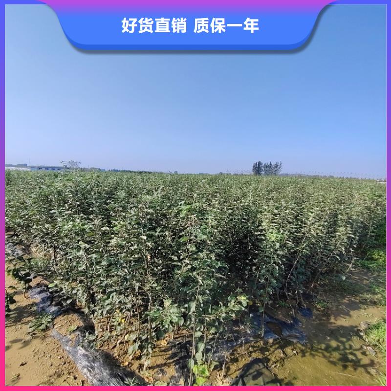 李子蘋果苗價格地道