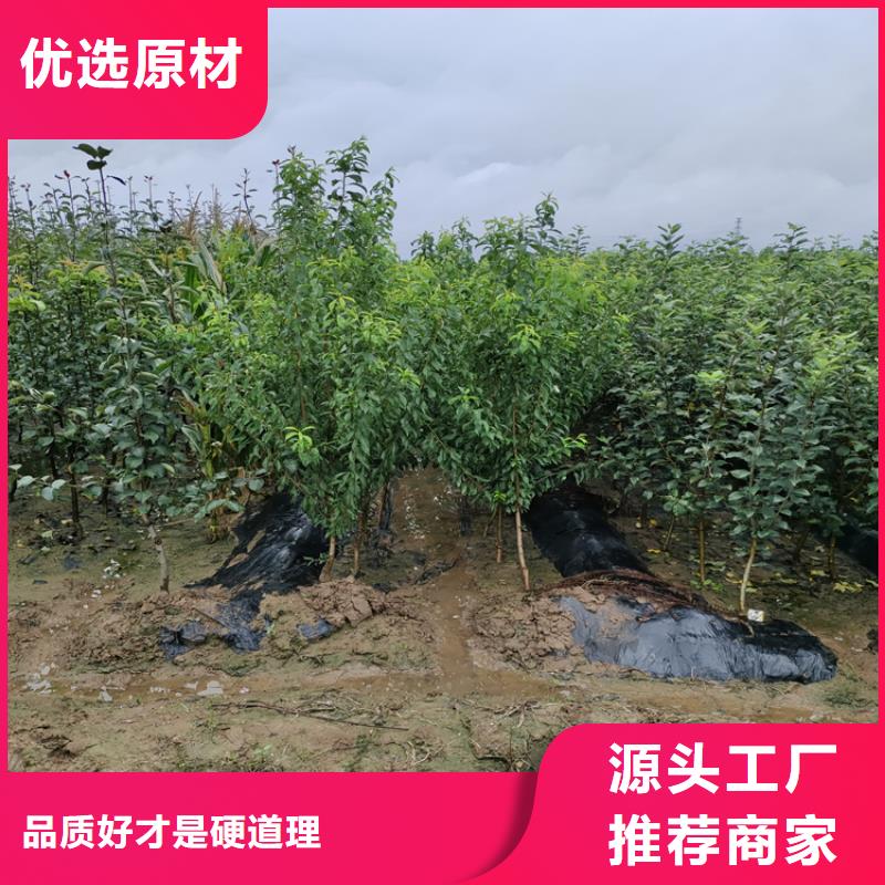 李子,桃樹苗好廠家有擔當