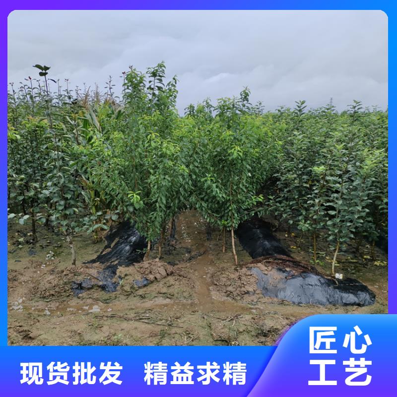 李子【葡萄苗】一站式采购商