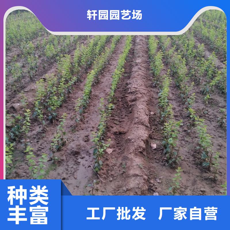 李子【桃樹苗】實力派廠家