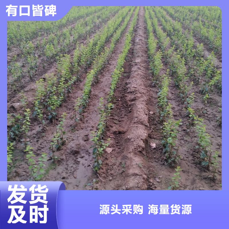 李子,桃樹苗好廠家有擔當