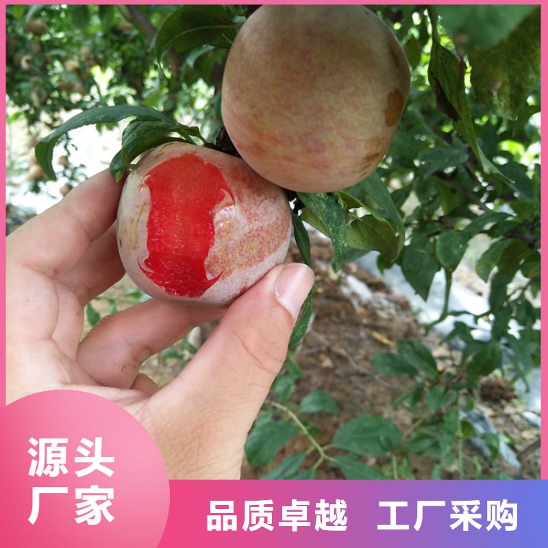 李子藍莓苗廠家直銷售后完善