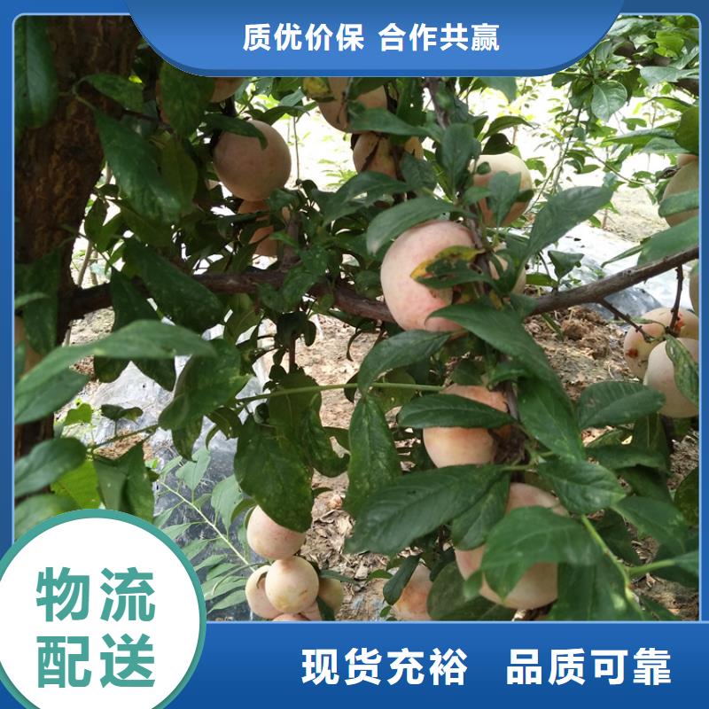 李子,桃樹苗好廠家有擔當